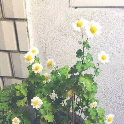 三国纷争九游最新版下载